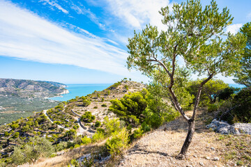 Winding coastal road through olive groves and pine trees overlooking turquoise waters, Apulia, Italy