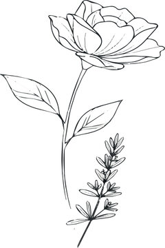Kinde of minimal botanical graphic sketch drawing, trendy tiny tattoo design, floral elements vector illustration.