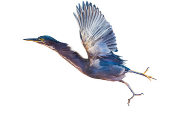 Green Heron (Butorides virescens) Photo, in Flight, on a Transparent, Isolated PNG Background
