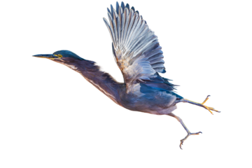 Green Heron (Butorides virescens) Photo, in Flight, on a Transparent, Isolated PNG Background