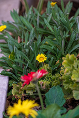 The beautiful gazania flower in garden
