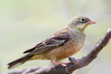 A male ortolan (Emberiza hortulana) in breeding plumage is photographed in extreme close-up, perched on a tree branch and on the ground against a blurred background.