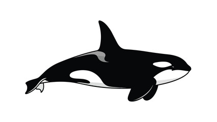 Obraz premium Dynamic black and white illustration of a magnificent orca, symbolizing ocean strength and captivating marine life.