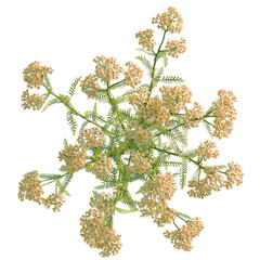 Achillea terracotta tree plan, top view, cutout, transparent background, isolate, good for architecture visualization, Delicate Wildflower Arrangement, Botanical Illustration, Natural Floral Design © DH Tree Stock