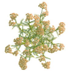 Achillea terracotta tree plan, top view, cutout, transparent background, isolate, good for architecture visualization, Delicate Wildflower Cluster, Floral Arrangement, Botanical Beauty © DH Tree Stock