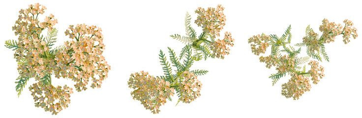 Achillea terracotta tree plan, top view, cutout, transparent background, isolate, good for architecture visualization, Delicate Floral Branches, Springtime Blooms, Natural Greenery, Overhead View © DH Tree Stock