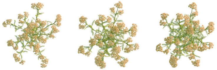 Achillea terracotta tree plan, top view, cutout, transparent background, isolate, good for architecture visualization, Delicate Wildflower Sprigs, Floral Arrangement, Botanical Elements © DH Tree Stock
