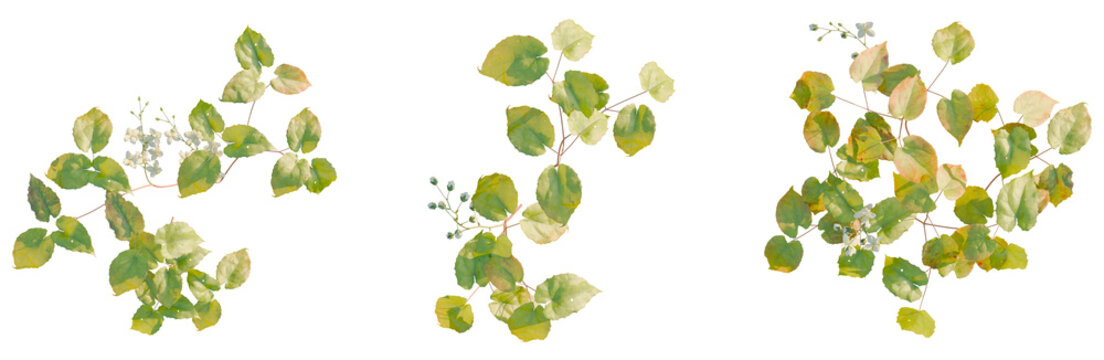 Epimedium versicolor tree plan, top view, cutout, transparent background, isolate, good for architecture visualization, Eucalyptus Branch with Green Leaves, White Blossoms, and Soft Lighting