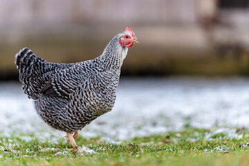 A domestic chicken (Gallus gallus domesticus) walks around a farmyard looking for food. The ground is natural with soil and scattered plants. 