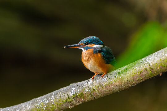 A common kingfisher (Alcedo atthis) sits on a slender branch. Its bright blue and orange feathers stand out clearly. The bird looks alert, scanning its surroundings. 