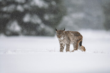 A Eurasian lynx (Lynx lynx) crouches on a snow-covered meadow at the edge of a forest. Snow swirls around as the lynx stays alert and focused in the stormy weather. © Jan Rozehnal