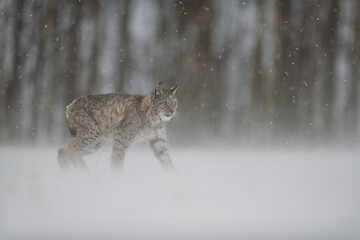A Eurasian lynx moves steadily across a snow-covered clearing at the edge of a forest. Thick snowflakes fall around as it walks with focus through the wintry scene. © Jan Rozehnal