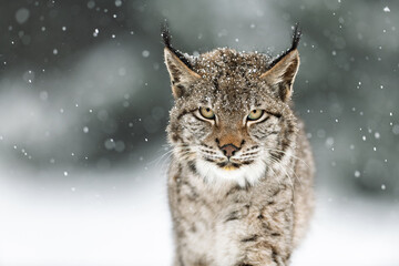 A Eurasian lynx looks ahead while snow falls around its face. The thick forest in the background and the snow-covered ground create a calm winter scene. © Jan Rozehnal