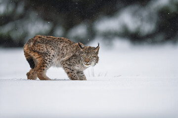 A Eurasian lynx (Lynx lynx) crouches on a snow-covered meadow at the edge of a forest. Snow swirls around as the lynx stays alert and focused in the stormy weather. © Jan Rozehnal