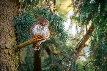 A Eurasian pygmy owl perches on a spruce branch, gazing downward in a dense coniferous forest. Its small size and sharp eyes make it hard to spot.