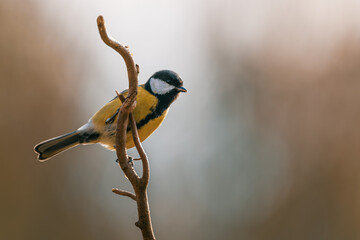 A great tit bird sits calmly on a thin branch, showing its black head, yellow chest, and white cheeks. The background is natural and softly blurred. © Jan Rozehnal