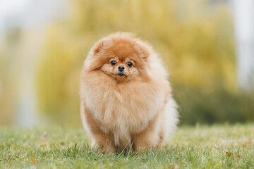 Happy Pomeranian in Autumn Park 