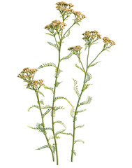 Achillea terracotta tree, front view, cutout, transparent background, isolate, Delicate Wildflower Stems, Botanical Illustration, Natural Greenery, Spring Bloom, Floral Design Elements © DH Tree Stock