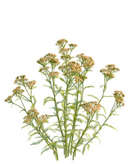 Achillea terracotta tree, front view, cutout, transparent background, isolate, Delicate Wildflower Arrangement, Blooming Meadow Plants, Botanical Illustration, Fresh Green Stems, Nature's Beauty © DH Tree Stock