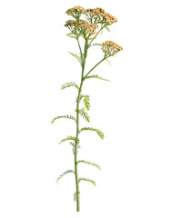 Achillea terracotta tree, front view, cutout, transparent background, isolate, Delicate Wildflower Stem, Botanical Illustration, Meadow Plant, Floral Design, Nature's Beauty, Garden Bloom © DH Tree Stock