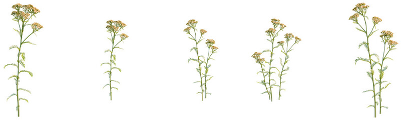 Achillea terracotta tree, front view, cutout, transparent background, isolate, Delicate Wildflower Stem, Goldenrod Bloom, Botanical Illustration, Nature's Beauty, Floral Design Element © DH Tree Stock