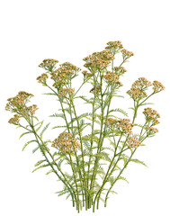 Achillea terracotta, Delicate Wildflowers, Blooming Meadow, Botanical Illustration, Natural Beauty, Floral Arrangement, Vibrant Greenery, Summer Blooms © DH Tree Stock
