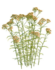 Achillea terracotta, Delicate Wildflower Arrangement, Realistic Botanical Illustration, Green Stems and Pale Yellow Blooms, Natural Floral Design © DH Tree Stock