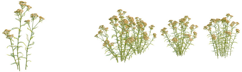 Achillea terracotta tree, front view, cutout, transparent background, isolate, Delicate Wildflower Stems, Floral Arrangement, Botanical Illustration, Natural Plant Life, Meadow Vegetation © DH Tree Stock