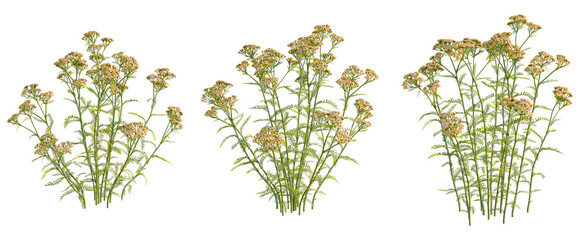 Achillea terracotta tree, front view, cutout, transparent background, isolate, Delicate Wildflower Stems, Realistic Botanical Illustration, Summer Meadow Plants, Natural Green Foliage © DH Tree Stock