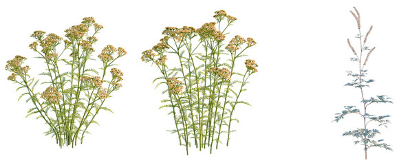 Achillea terracotta, Floral arrangement, botanical illustration, wildflower bouquet, delicate plant stems, nature's beauty, floral design elements © DH Tree Stock