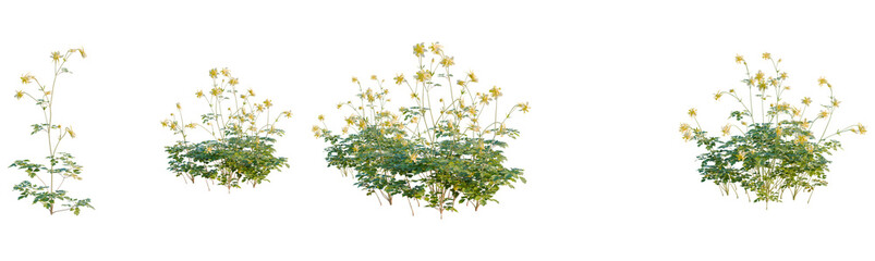 Aquilegia chrysantha tree, front view, cutout, transparent background, isolate, Lush Greenery and Golden Blooms, Botanical Illustration, Floral Arrangement, Plant Life, Nature's Beauty