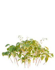 Epimedium versicolor tree, front view, cutout, transparent background, isolate, Vibrant Green Plant with Delicate Leaves, Natural Flora, Botanical Study, Spring Growth, Fresh Foliage, Nature's Beauty