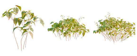 Obraz premium Epimedium versicolor tree, front view, cutout, transparent background, isolate, Tree branches with green leaves, botanical illustration, natural elements, floral design, springtime foliage