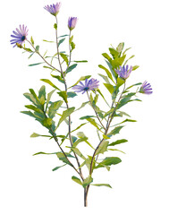 Osteospermum fruticosum tree, front view, cutout, transparent background, isolate, Blooming Wildflowers, Purple Aster Plant, Botanical Illustration, Nature's Beauty, Floral Arrangement