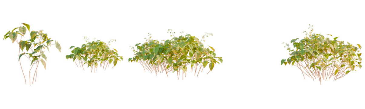 Epimedium versicolor tree, front view, cutout, transparent background, isolate, Green Tree Branch with Leaves, Realistic Plant Elements, Botanical Illustration, Natural Flora, Digital Rendering