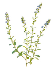 Fototapeta premium Veronica serpyllifolia tree, front view, cutout, transparent background, isolate, Blooming Plant with Delicate Blue Flowers, Green Stems, and Leaves, Floral Arrangement, Nature's Beauty