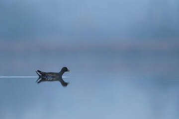 A common moorhen (Gallinula chloropus) moves slowly across icy water. The cold surroundings are bare and minimal with visible frost.