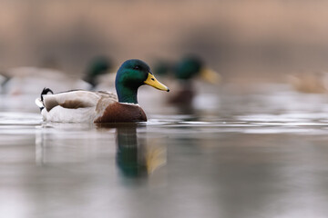 A group of mallards (Anas platyrhynchos) floats together on the water. The close-up shows their...
