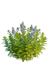 Veronica teucrium tree, front view, cutout, transparent background, isolate, Vibrant Veronica Plant with Purple Flowers, Lush Green Foliage, Botanical Illustration, Floral Arrangement, Nature's Beauty