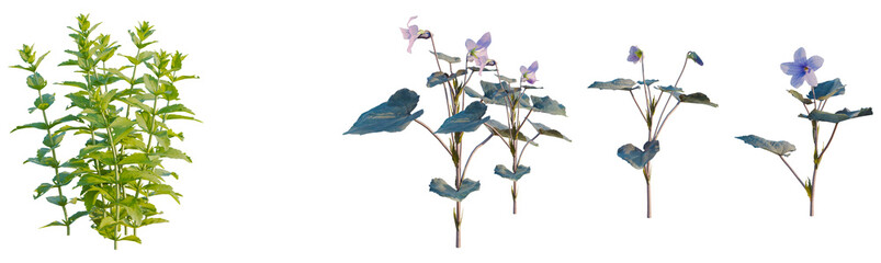 Fototapeta premium Veronica teucrium tree, front view, cutout, transparent background, isolate, Green sprig and purple wildflowers, botanical illustration, delicate floral arrangement, nature's beauty
