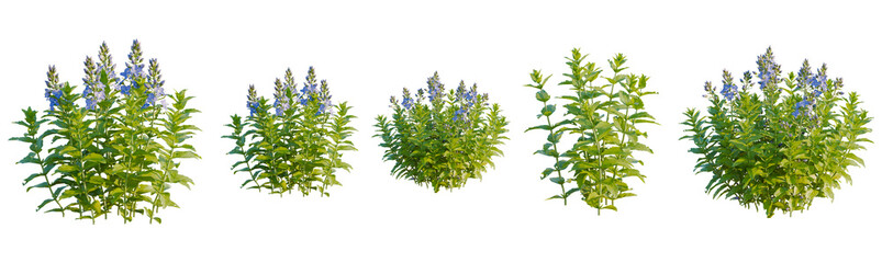 Obraz premium Veronica teucrium tree, front view, cutout, transparent background, isolate, Vibrant Blue Flowers, Lush Green Foliage, Botanical Illustration, Floral Arrangement, Natural Beauty, Plant Life