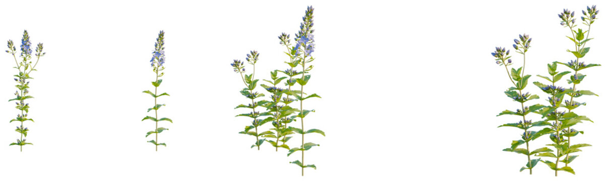 Vibrant Blue Vervain Flowers, Detailed Botanical Illustration, Plant Stem with Green Leaves, Natural Beauty, Floral Design Element