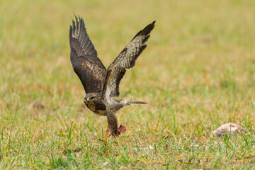 A common buzzard (Buteo buteo) lifts off the ground carrying its prey. The bird rises above the grassy meadow with wings spread wide.