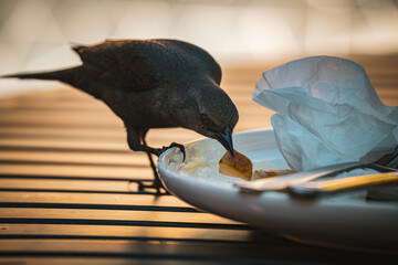A curious bird pecks at leftover food on a white plate on a wooden table