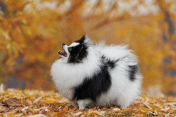 Obraz premium Parti Pomeranian in Autumn Park