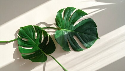 Minimalist Pink Wall with Tropical Green Plant and Shadow Creating Calm, Modern, and Aesthetic Atmosphere