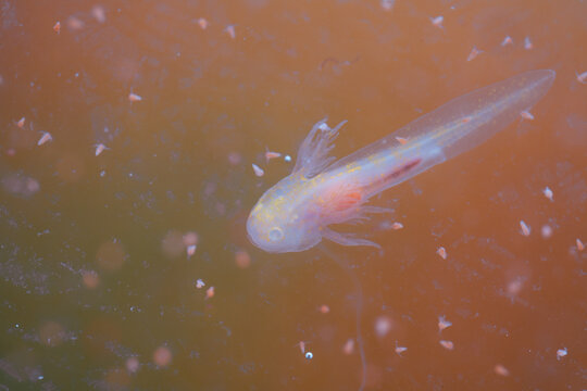 A very young axolotl floats in the water, just a few days old. Tiny Artemia salina (brine shrimp) surround it.