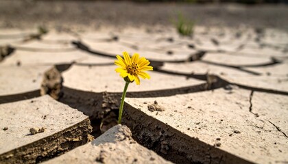 Yellow Flower Growing from Cracked Dry Earth Symbolizing Resilience, Hope, and Life in Harsh Conditions