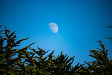 Half moon visible in clear blue sky above evergreen tree branches