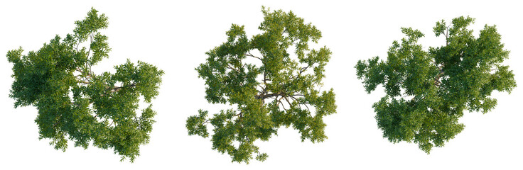 Acacia confusa tree plan, top view, cutout, isolate, Three green trees with lush foliage isolated on transparent background for design use